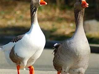 打野直播_打野精彩解说直播_打野视频_YY直播