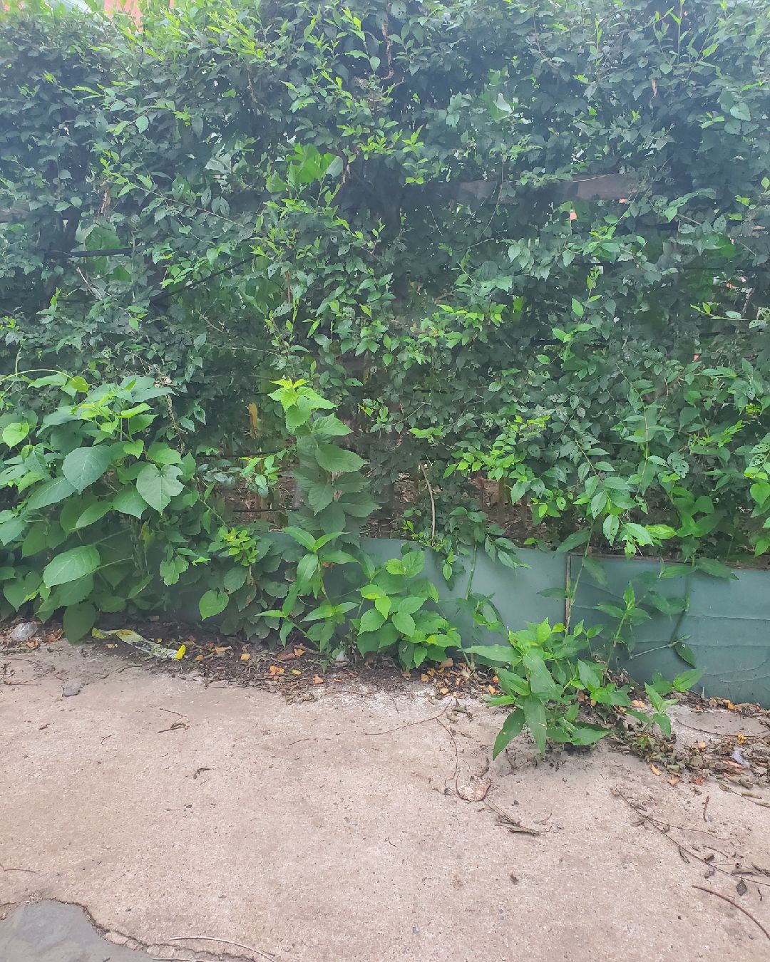 又有新整活